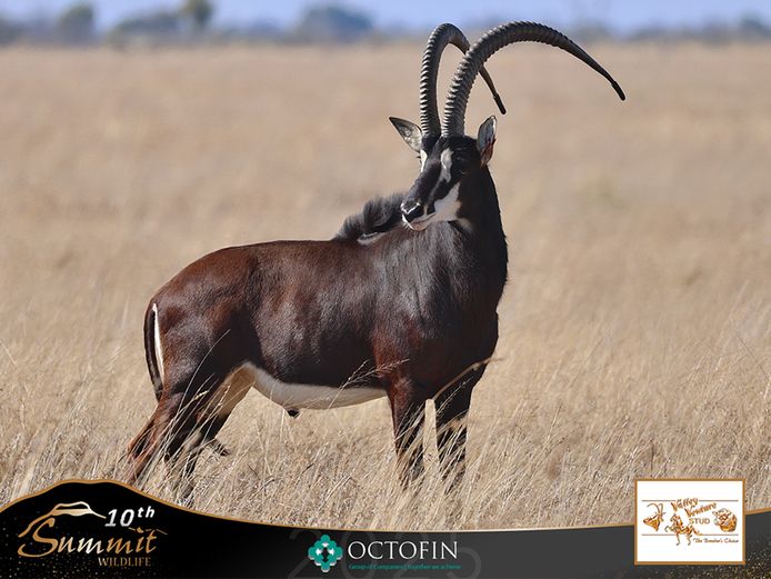 49 6/8" Sable Bull	