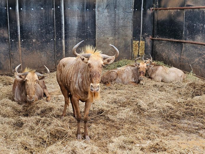 GOUE WILDEBEES | MOONSHINE