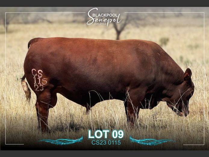CS230115 | C.G. SHEARD