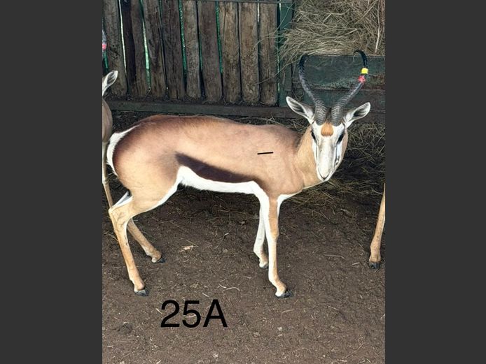 DAMARA SPRINGBOK | KEY GAME