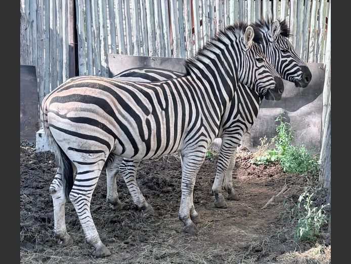 Zebras Hingste