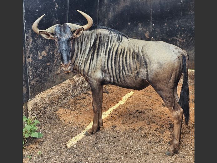 BLUE WILDEBEEST | WATERBERG GAME