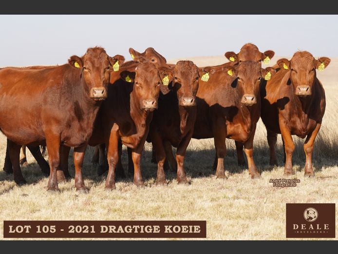 Dragtige Koeie