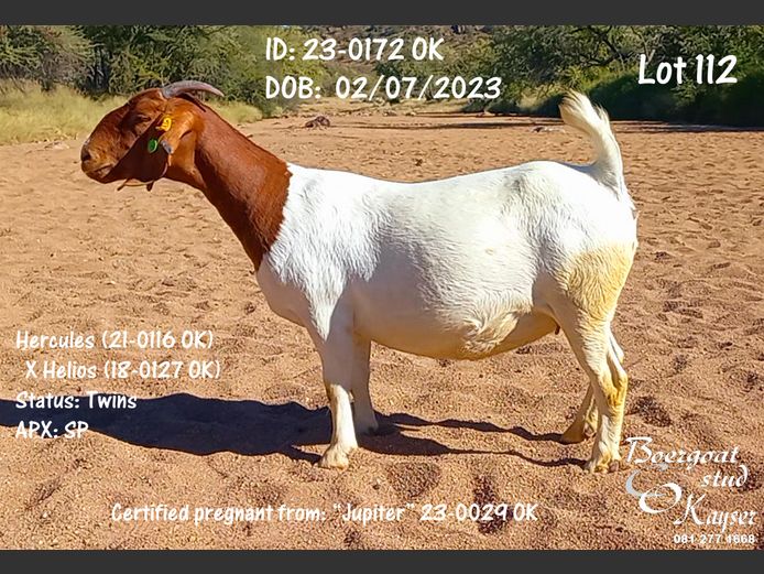 23-0172 OK | Kayser Boergoat Stud