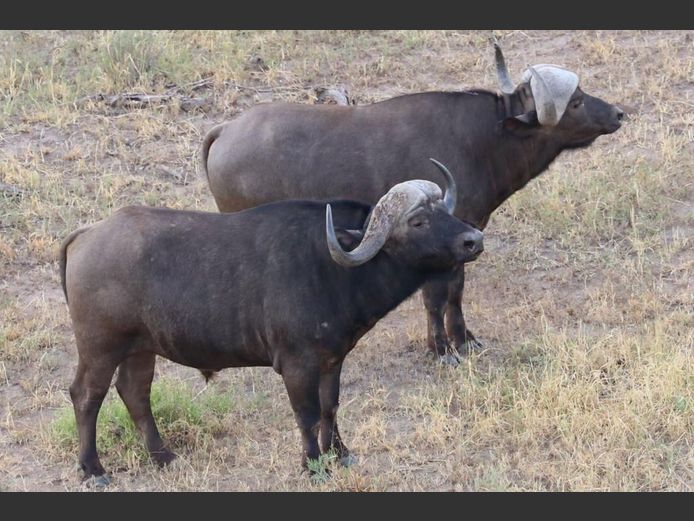 BUFFEL | KUDU RANCH