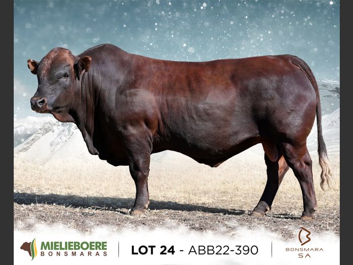 ABB 220390 | ALLEM BROTHERS (PTY) LTD