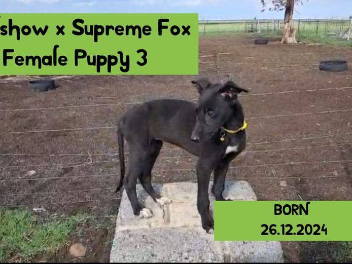 Female Puppy 3 - Roadshow x Twisted fox