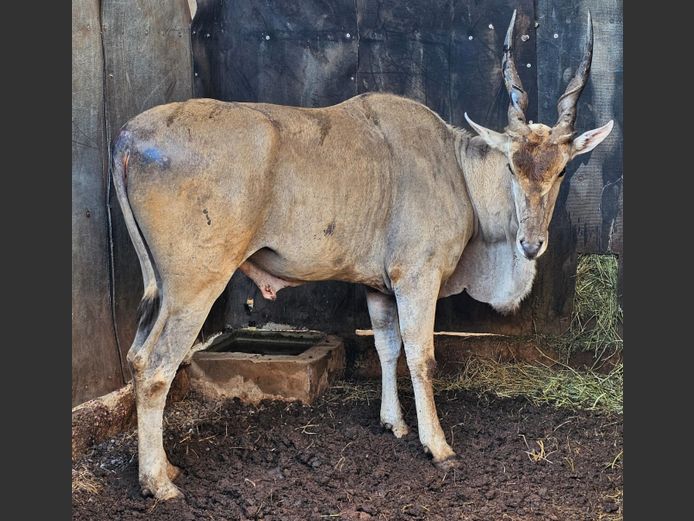 ELAND | KARIA BELEGGING