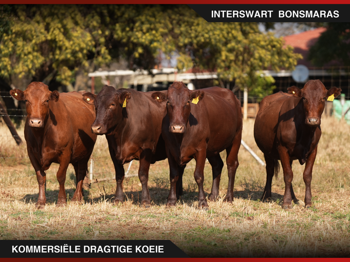 Commercial Animals | Interswart