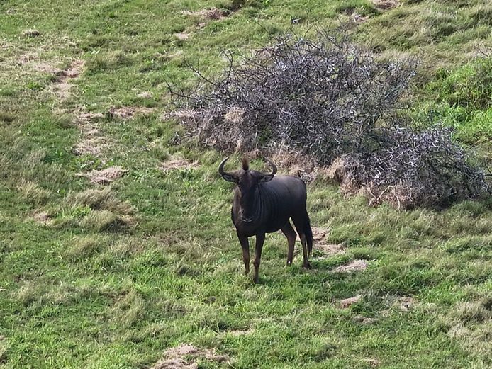 Blue Wildebeest Bull | Arbeidsvreugde Boerdery - CP Hanekom