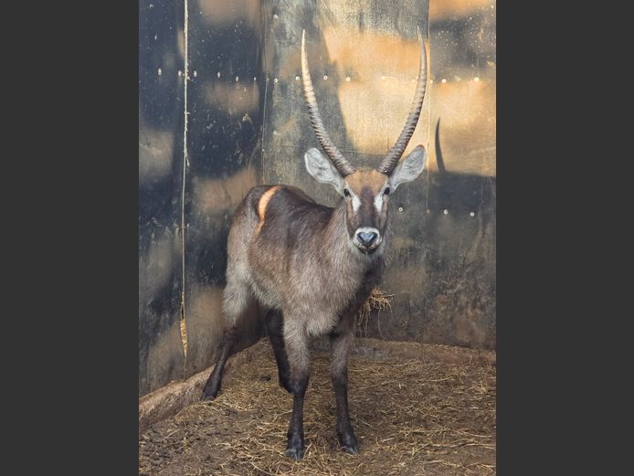 WATERBOK | NYLSVLEI GAME