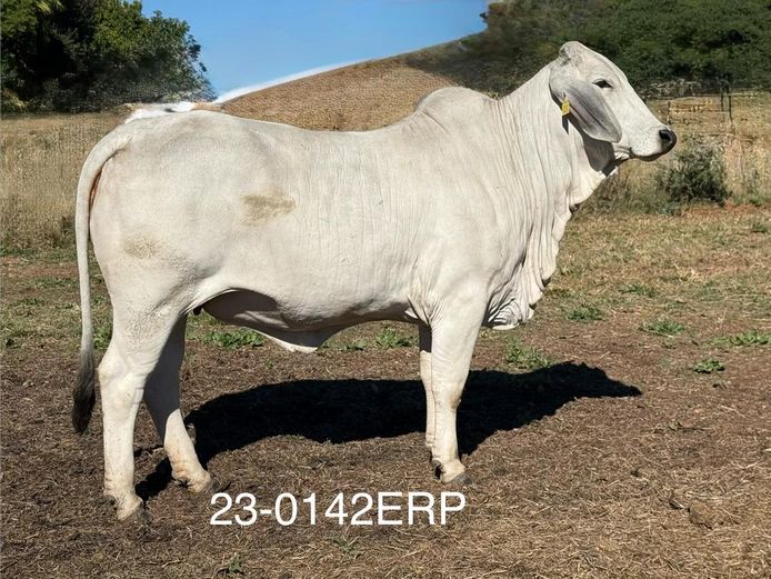 23-0142ERP | HARROBI BRAHMAN