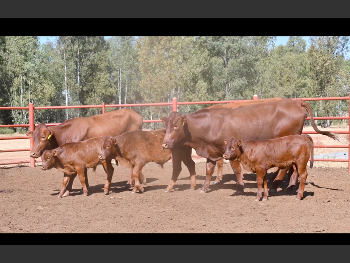 Commercial Animals | GOSSAYN BROS
