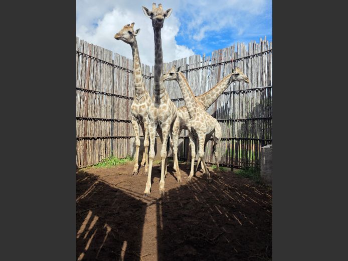 KAMEELPERD | HANLEY 1