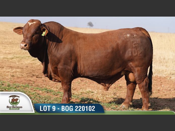 BOG 220102 | BEEF ON GRASS