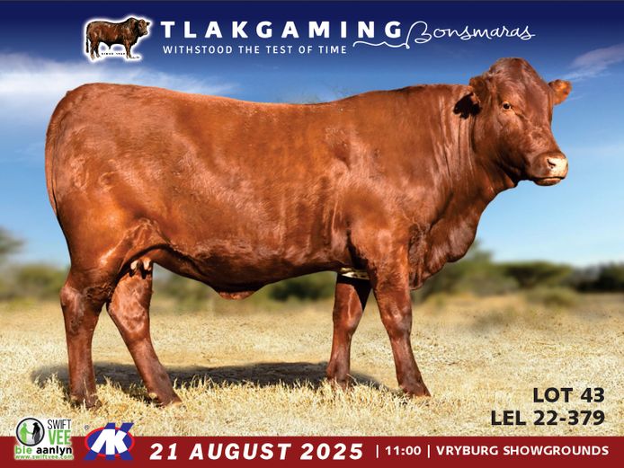 BG220379 | LEE & SON