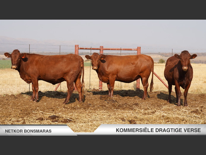 Commercial Animals | Netkor Boerdery -
 Naboomspruit