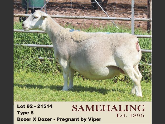 21514-331 | SAMEHALING  WIT DORPERS