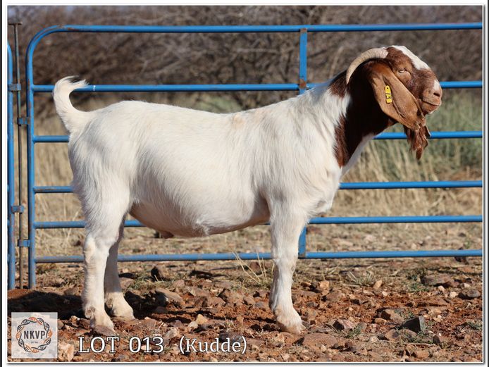 1093 24 0053 | DK BOERDERY