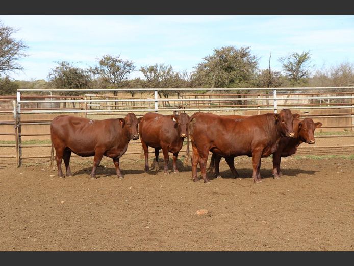 Commercial Animals | JP DU PREEZ