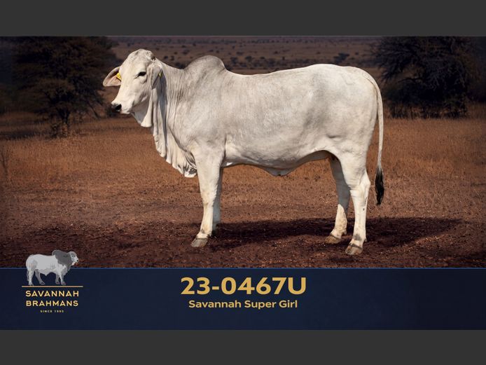23-0467U | SAVANNAH BRAHMAN