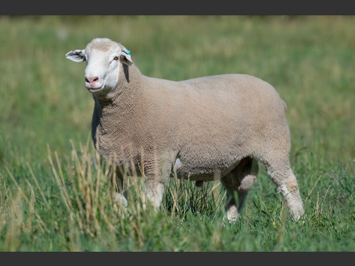 MS 250063 | J.L. DU RANDT