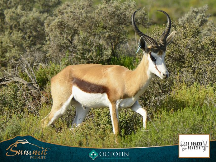 17 2/8" SPRINGBOK RAM