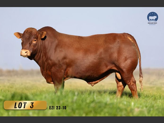 EZI 230010 HH(c) | INKANYEZI BONSMARAS