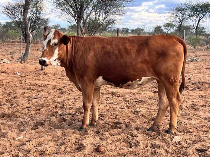Lot 39 | UHURU PRODUCTION AUCTION | SwiftVEE | South Africa’s Leading ...