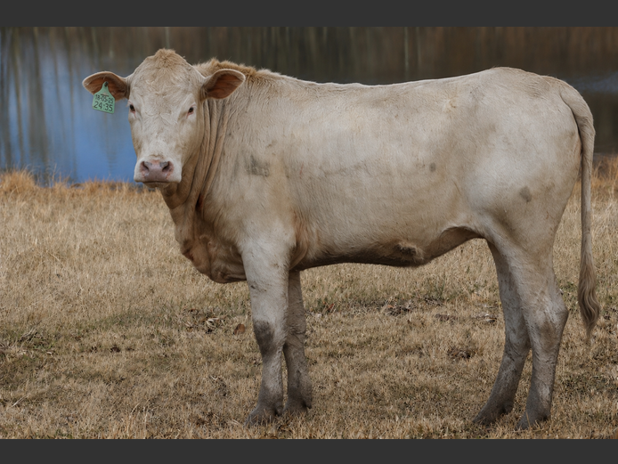 HBH 240035 | CLARK CATTLE COMPANY PTY LTD