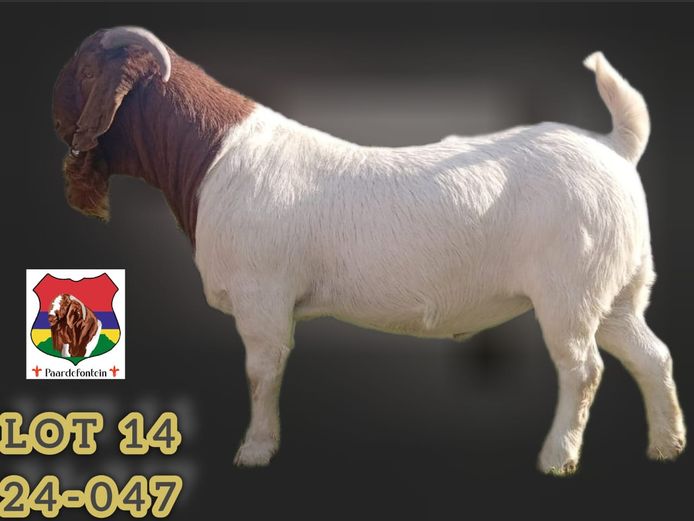 240047 | PAARDEFONTEIN