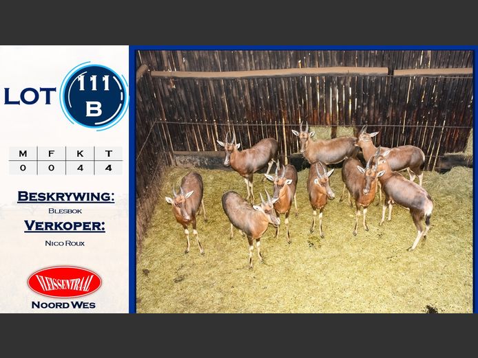 Blesbokke