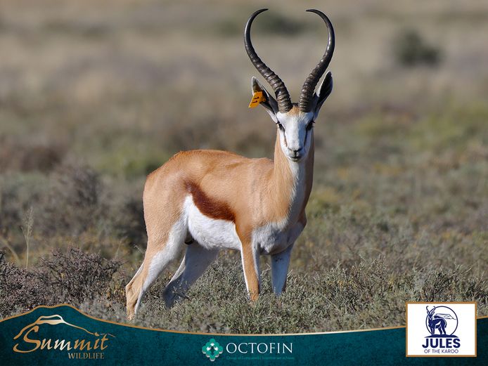 17 7/8" SPRINGBOK RAM