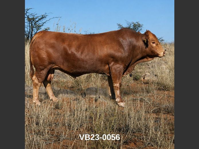 23-0056VB | VLEISBLOK BEEFMASTERS
