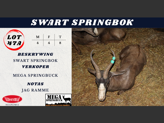 Swart SPRINGBOK