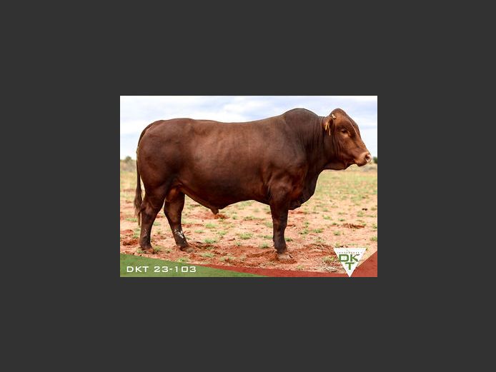 DKT 230103 | DKT BONSMARA