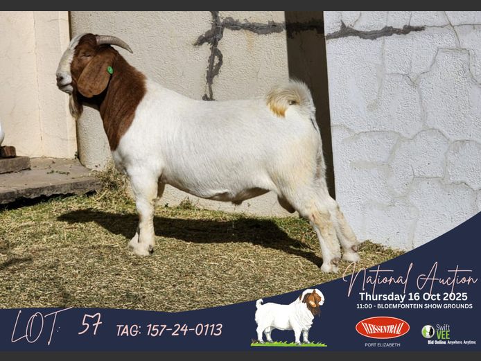 157-24-0113 | Izak Vorster (Elandskloof Boerbokstoet)