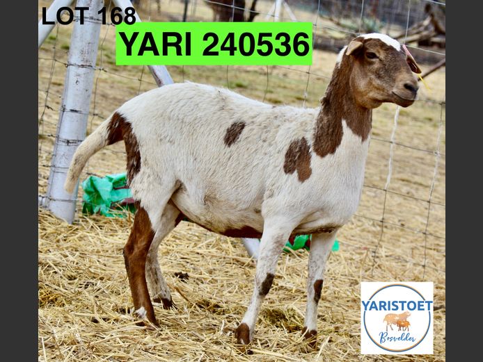 240536 | YARI STOET