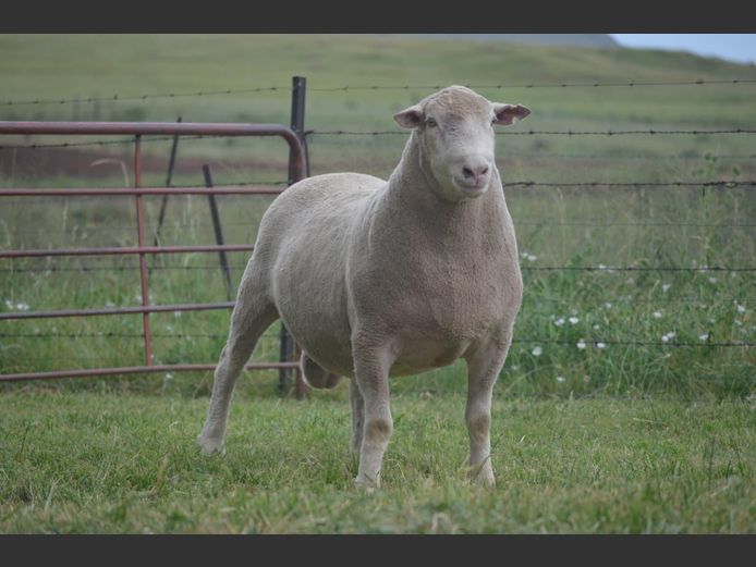 T 240404 | TWEE BROERS DORMER STOET