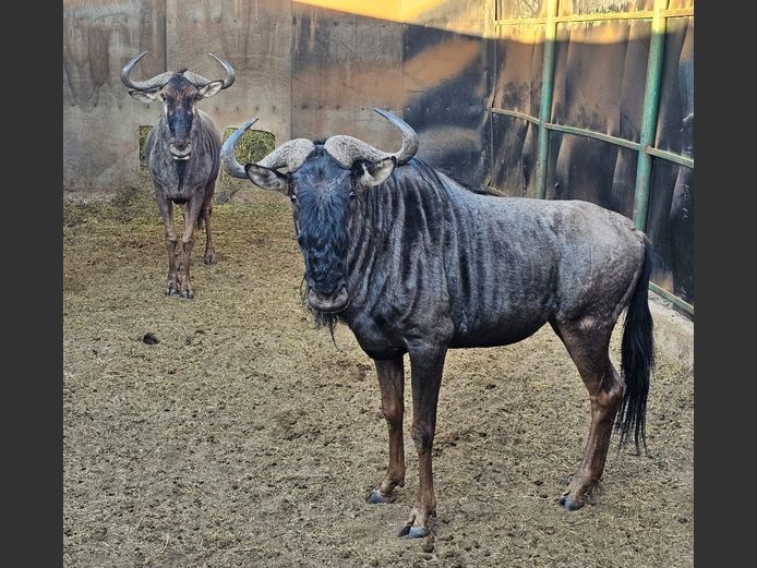 BLUE WILDEBEEST | MAS WILDLIFE