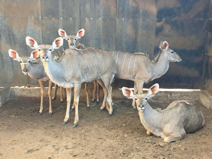 KOEDOE | MORGAN FARMSTEAD