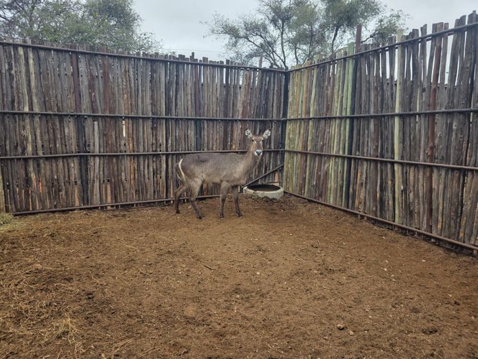WATERBOK | HANLEY