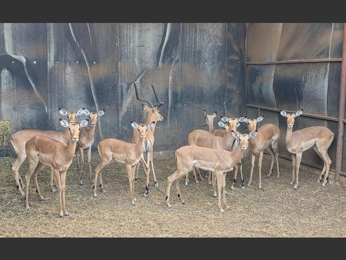 ROOIBOK | IMPISI SAFARIS