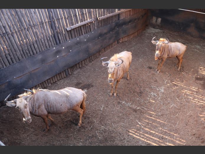 Goue Wildebees