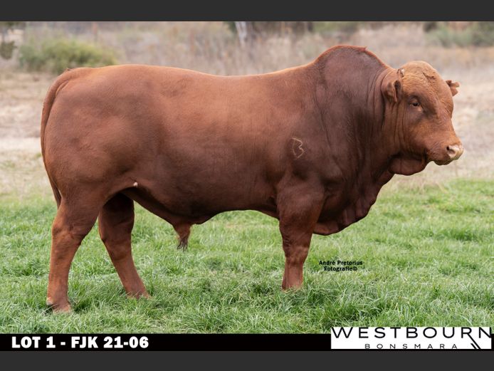 FJK 210006 | WESTBOURN BONSMARAS