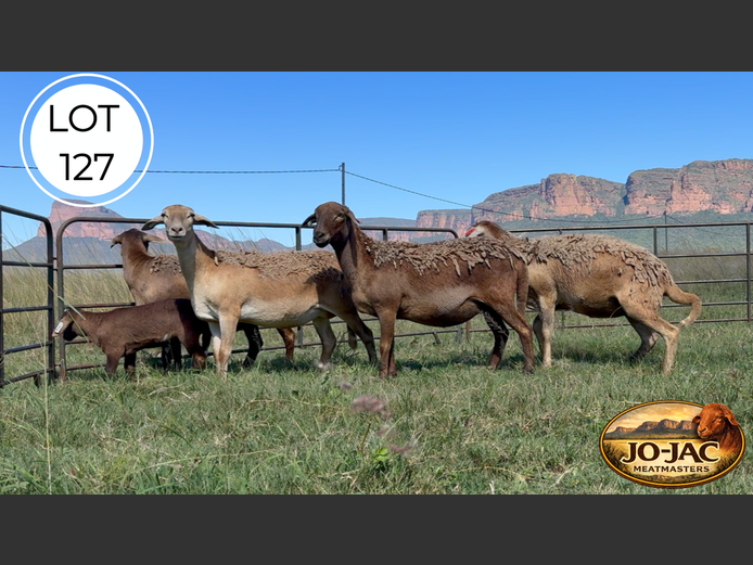 Ewes | Jo-Jac Meatmasters