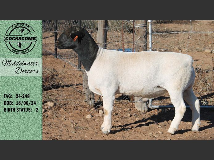 24-248 | Middelwater Dorpers
