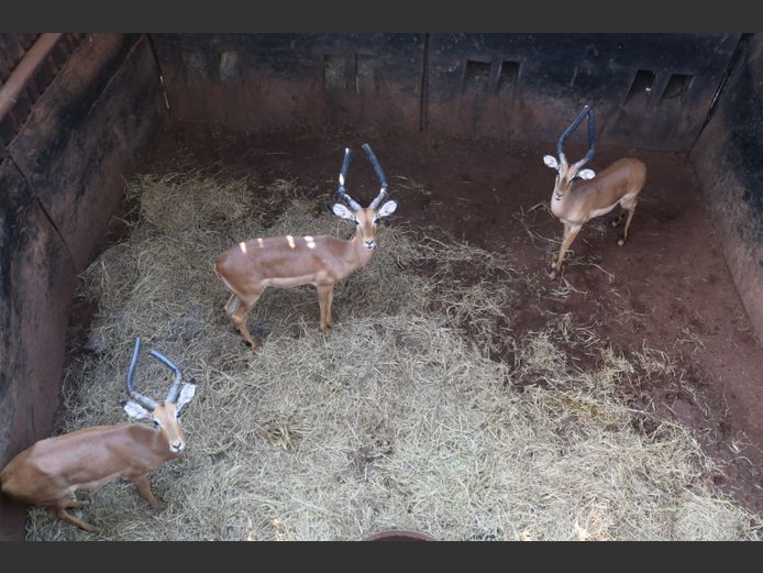 Rooibokke