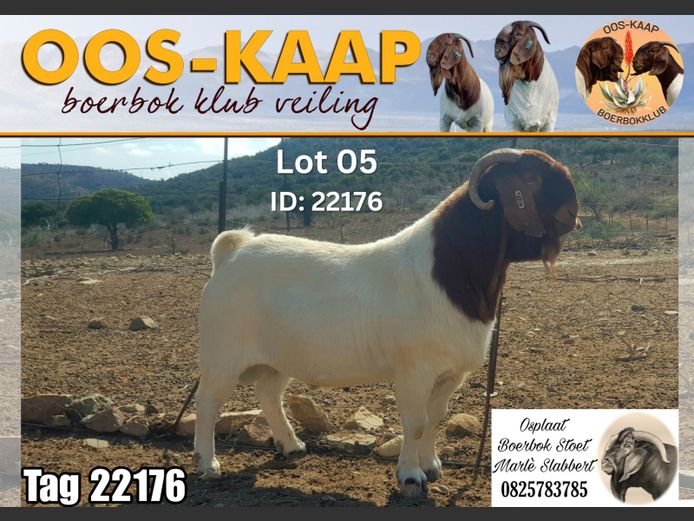 22-176 | Osplaat Boerbokstoet