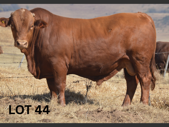 PM23 350 | Muirfontein Beefmasters